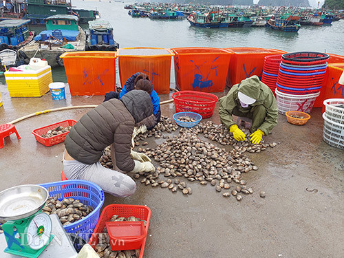 Dịch Covid-19: Ngao hai cùi khó bán, dân Vân Đồn “ngồi trên lửa”