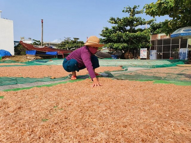 Dịch Covid-19: Trời thương được mùa ruốc, già trẻ rủ nhau đi phơi