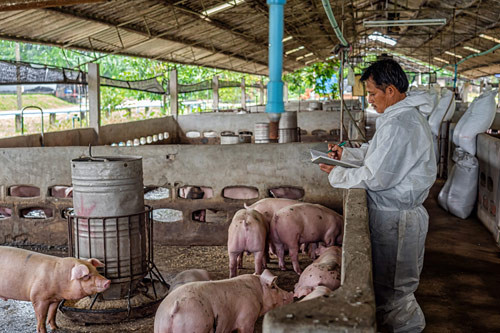 Dịch tả lợn tạm lắng, nông trại dè dặt tái đàn