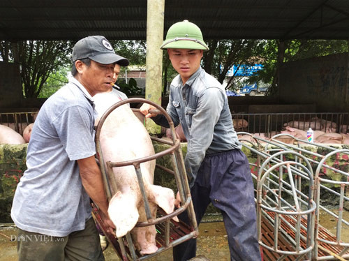 dich ta lon tam lang, nong trai de dat tai dan hinh anh 2