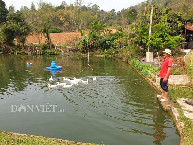 dien bien: bi quyet lam trang trai vac nho nhung cho thu nhap "to" hinh anh 1