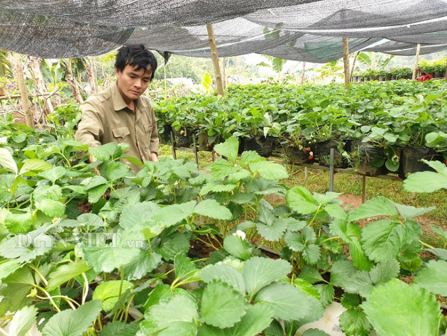 Điện Biên: Kỳ công biến đất hoang thành vườn dâu tây ngon "phát hờn"