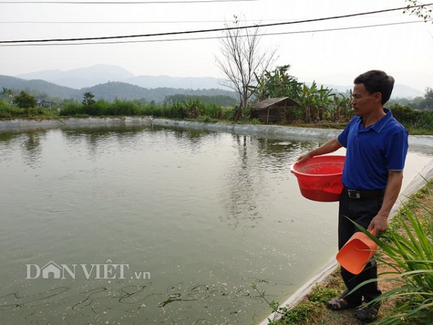 dien bien: len nui dao ao dep nuoi ca, nuoi vit, thu 800 trieu/nam hinh anh 1