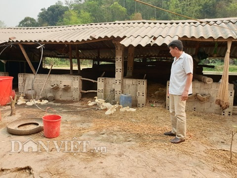 dien bien: moi nam thu nua ty dong tu trang trai "son thuy huu tinh" hinh anh 4