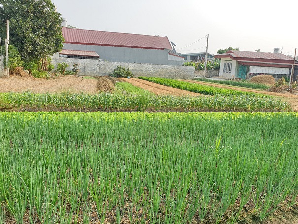 dien bien: trong rau mua nao thuc nay-bi quyet co tien quanh nam hinh anh 2