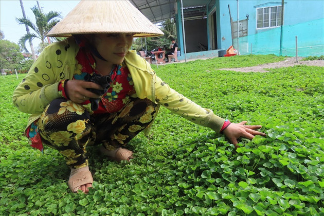 dinh trong rau ma de tranh co dai, ai ngo thu duoc tien trieu/ngay hinh anh 3