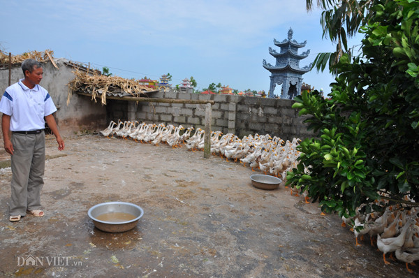 dn bat ngo tang gia thuc an chan nuoi do... trung quoc "dong bien"? hinh anh 1