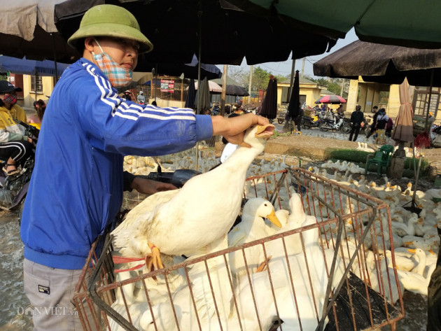 dn bat ngo tang gia thuc an chan nuoi do... trung quoc "dong bien"? hinh anh 3