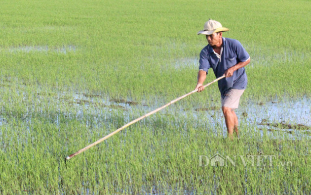 doanh nghiep hoi hop cho “chot” phuong an xuat khau gao hinh anh 3