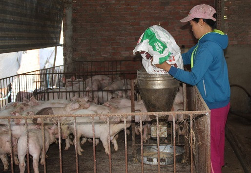 dong nai het dich ta heo chau phi, gia heo tang, dan de dat tai dan hinh anh 2