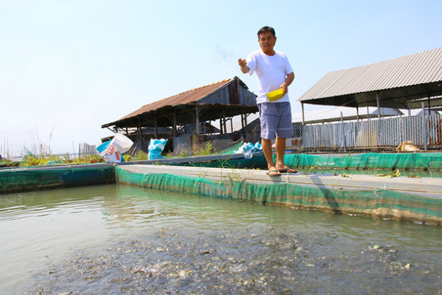 dong thap: bat ban moi nam 200 tan ca chep gion la thanh ty phu hinh anh 1