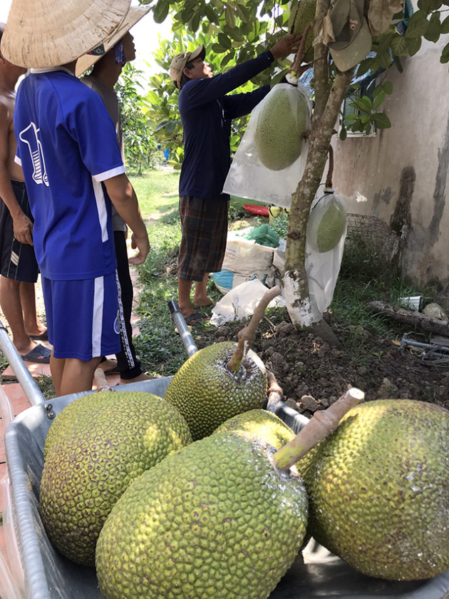 Đồng Tháp: Đang giá cao, mít Thái lại "tụt dốc", dân phát lo