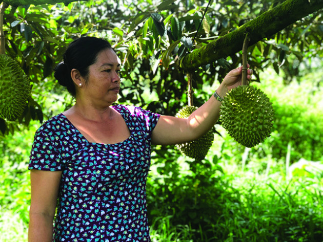 Đồng Tháp: Giá sầu riêng tăng 15.000 đ/kg, công ty thu mua mạnh