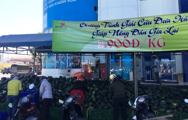 dua hau 2.900 dong/kg, dan nha trang chen nhau “giai cuu” hinh anh 3