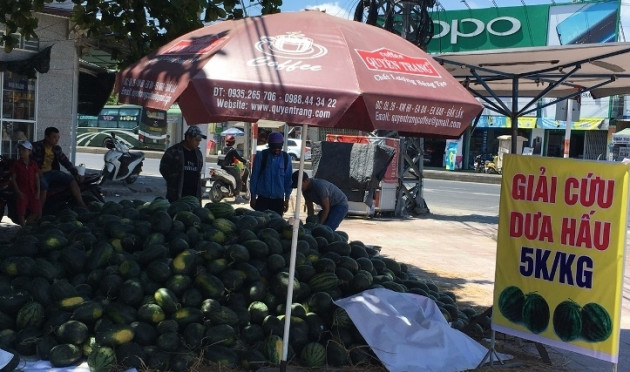 dua hau 2.900 dong/kg, dan nha trang chen nhau “giai cuu” hinh anh 4