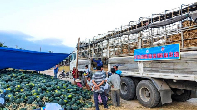 dua hau binh dinh gia 3.000 dong/kg, xe tai khuan sach gan 200 tan hinh anh 6