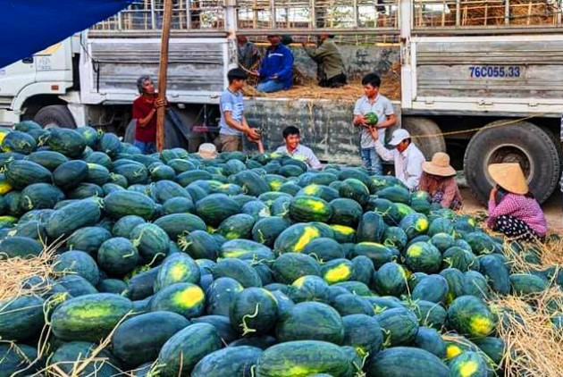 dua hau binh dinh gia 3.000 dong/kg, xe tai khuan sach gan 200 tan hinh anh 8