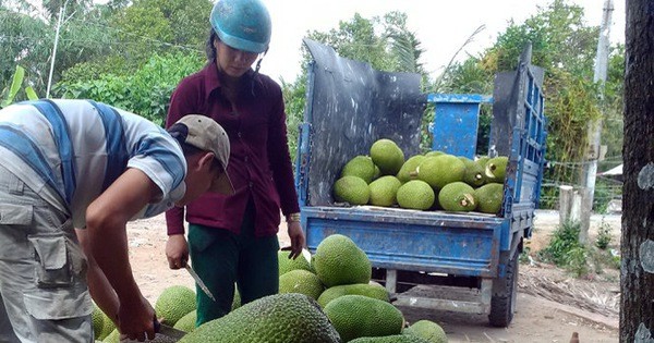 dua hau, chuoi tang gia do trung quoc thu mua: se lai an qua...dang hinh anh 3