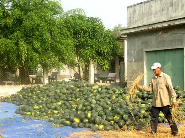 dua hau tang gia cao "nhu mo", nha nong lai lon hinh anh 2