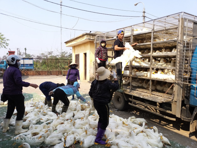 ga, vit do ve ha noi tang gap doi: con 500 trieu con, lo gi thieu hinh anh 1