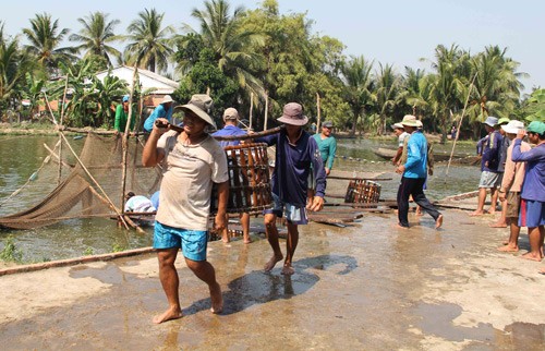 Giá cá tra bất ngờ tăng giá kỷ lục, thương lái đến tận ao lùng mua