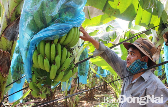 gia chuoi tang len 11.500 dong/kg, thuong lai dat mua ca chuoi non hinh anh 1