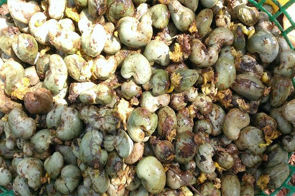 Giá điều thô đã lên 45.000 đồng/kg và sẽ còn tăng nữa