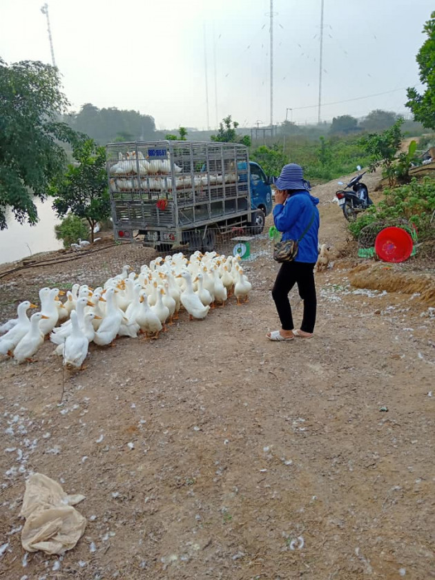 Giá gia cầm hôm nay 15/4: Chợ "ảo" đắt hàng, người nuôi đang hòa vốn