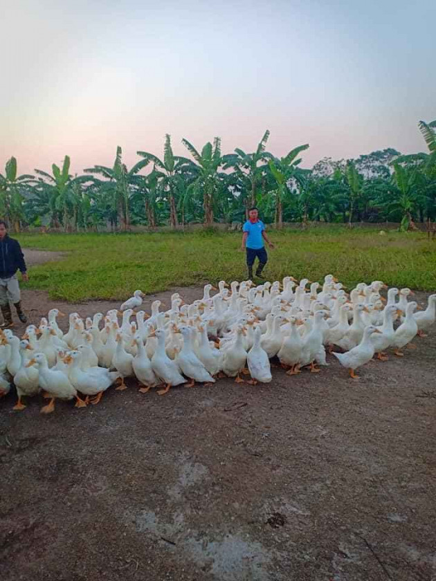 Giá gia cầm hôm nay 27/4: Mỗi nơi một giá, lái buôn tha hồ thao túng các chợ