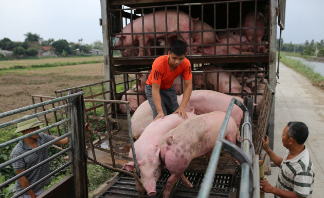 gia heo hoi hom nay 7/2: cao nhat thi truong dat 86.000 dong/kg hinh anh 1