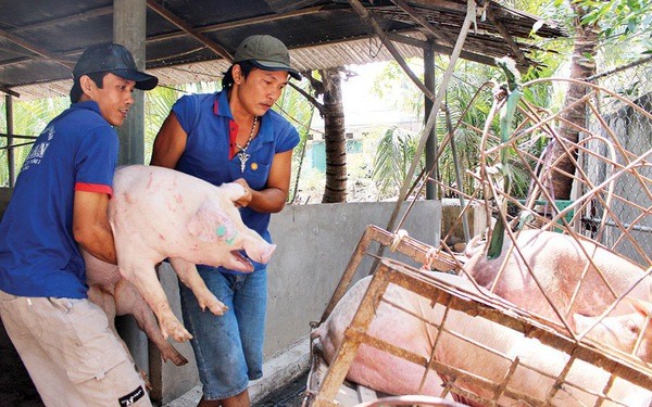 gia heo hoi moi nhat 18/4: su thuc gia van tren 40.000 d/kg, tu thuong phao tin gia giam? hinh anh 2