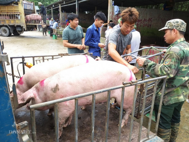 Giá heo hơi tăng vù vù lên 85.000 đồng/kg, chợ khan hàng1