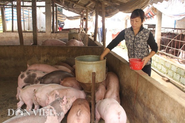 gia heo hom nay 11/4: tang “phi ma” 5.000 dong/kg, nhieu noi dat gan 40.000 dong/kg hinh anh 2