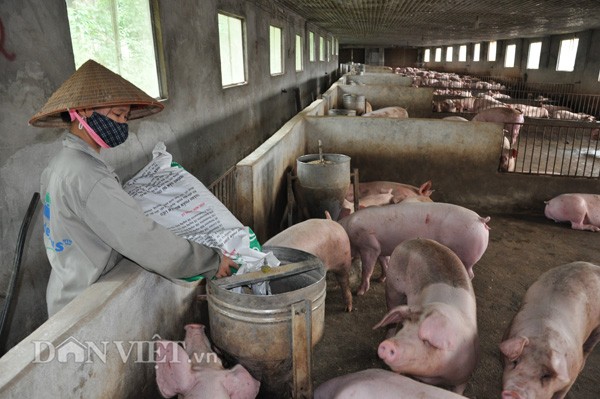 Giá heo hôm nay 13/3: Giá lợn sống Trung Quốc thấp nhất trong gần 4 năm, lợn khó đi biên