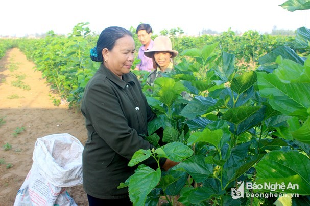 gia ken, to tang manh, 1 trieu dong/kg to trang khong co ma ban hinh anh 4