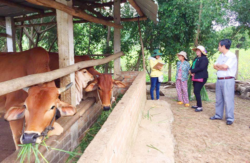 Gia Lai: Giúp hội viên cải thiện sinh kế, xóa nghèo