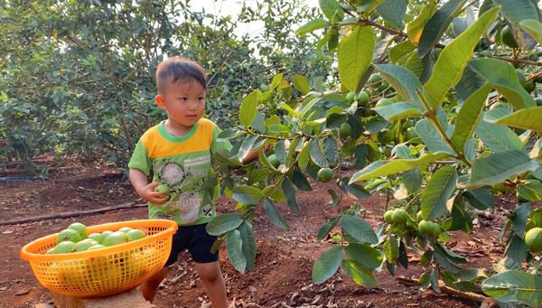 Gia Lai: Liều trồng giống ổi lạ, quả sai bất ngờ, bán đắt hàng