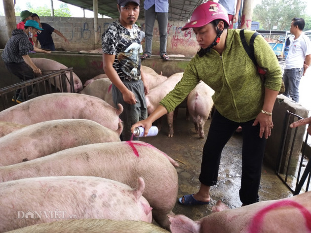 Giá lợn hơi tăng cao, người dân "tố" do thương lái làm giá1