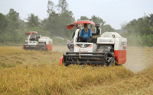 gia lua gao tang dot bien, thuong lai toi tan ruong dat coc hinh anh 1