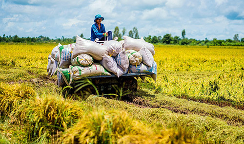 Giá lúa nếp tăng cao hấp dẫn, nông dân vẫn thấp thỏm