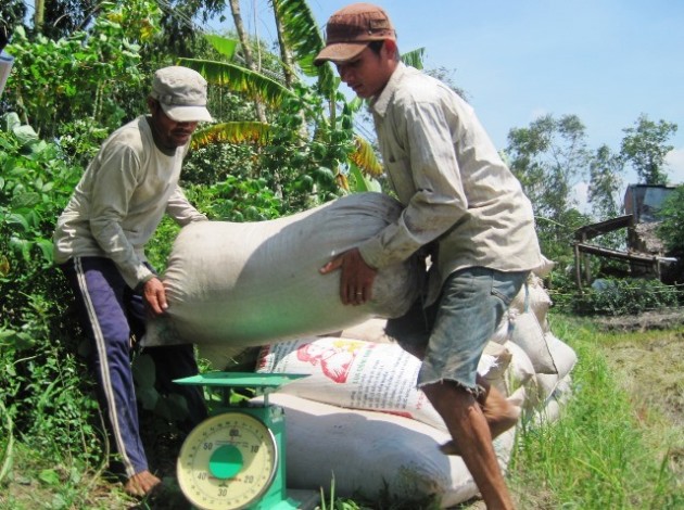 Giá lúa tại ruộng bất ngờ tăng lên 5.300 đ/kg, nông dân đổi đời?1