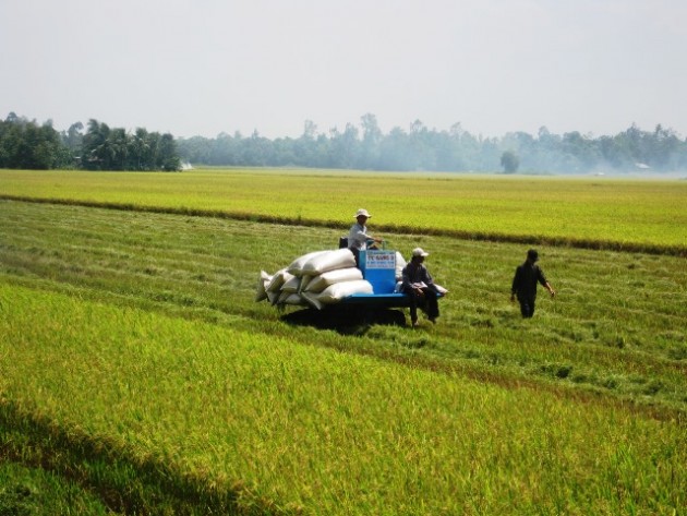 gia lua tai ruong bat ngo tang len 5.300 d/kg, nong dan doi doi? hinh anh 2