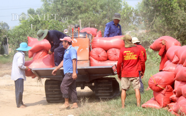 gia nep tang cao, nong dan van thap thom lo kho tieu thu hinh anh 4