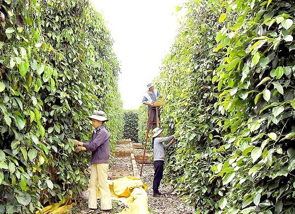 Giá nông sản hôm nay 14/3: Giá hồ tiêu muốn tăng trở lại, phải làm điều này