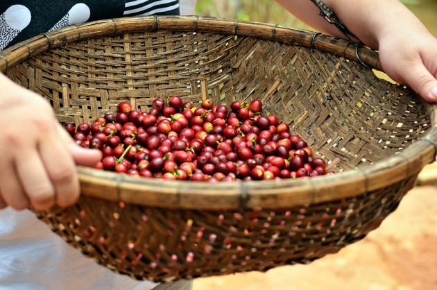 Giá nông sản hôm nay 30/3: Khủng hoảng "vàng đen" chưa hết, giá tiêu, cà phê đồng loạt giảm