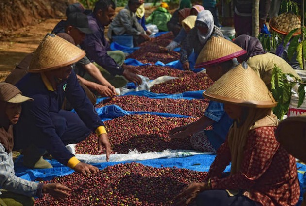 Giá nông sản hôm nay 5/4: Giá cà phê vượt lên trên 37 triệu/tấn, giá tiêu vẫn đi ngang