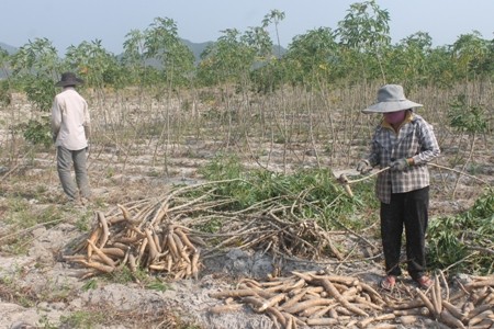 gia san tai khanh hoa bat ngo tang len 2.200 d/kg, nong dan co lai hinh anh 4