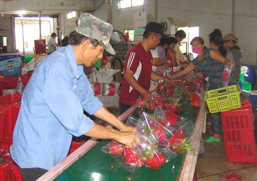 Giá thanh long "loạn cào cào", tăng đột biến lên 45.000 đồng/kg