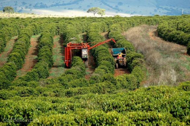 Giá thấp, nông dân Brazil vẫn ào ào mở rộng vùng trồng cà phê