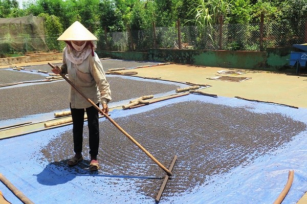 Giá tiêu đang tăng nhanh, thương lái Trung Quốc đặt hàng gom mạnh